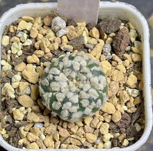 Load image into Gallery viewer, Astrophytum asterias
