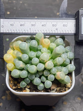 Load image into Gallery viewer, Fenestraria Rhopalophylla &quot;baby toes&#39; Variegated
