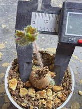 Load image into Gallery viewer, Pelargonium Barklyi
