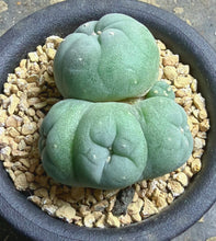Load image into Gallery viewer, Lophophora peyote crested
