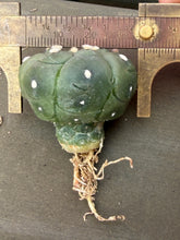 Load image into Gallery viewer, Astrophytum asterias cv. Kikko
