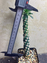Load image into Gallery viewer, Euphorbia Royleana
