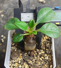 Load image into Gallery viewer, Euphorbia ramena
