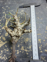 Load image into Gallery viewer, Senna meridionalis
