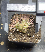 Load image into Gallery viewer, Othonna euphorbioide

