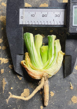 Load image into Gallery viewer, haworthia truncata variegated.
