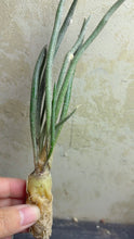 Load image into Gallery viewer, Astrophytum caput-medusae

