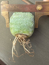 Load image into Gallery viewer, Pseudolithos cubiformis
