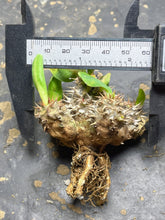 Load image into Gallery viewer, Euphorbia parvimedusae
