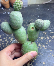 Load image into Gallery viewer, Tephrocactus geometricus
