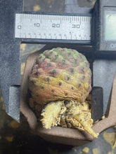 Load image into Gallery viewer, Rebutia rauschii
