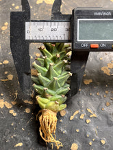 Load image into Gallery viewer, Monadenium guentheri
