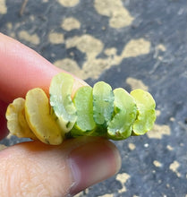 Load image into Gallery viewer, haworthia truncata variegated.

