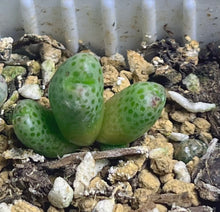 Load image into Gallery viewer, Conophytum marginatum ssp.
