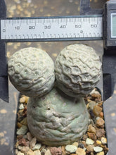 Load image into Gallery viewer, Tephrocactus geometricus
