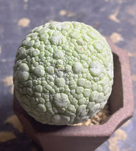 Load image into Gallery viewer, Pseudolithos cubiformis
