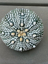 Load image into Gallery viewer, Astrophytum asterias
