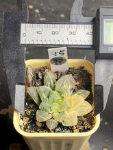 Load image into Gallery viewer, Haworthia variegated

