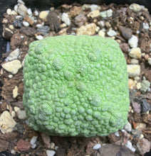 Load image into Gallery viewer, Pseudolithos cubiformis
