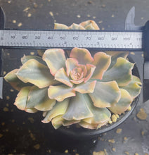 Load image into Gallery viewer, Echeveria riviera variegated
