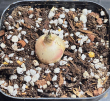 Load image into Gallery viewer, Hyacinthaceae Massonia pustulata
