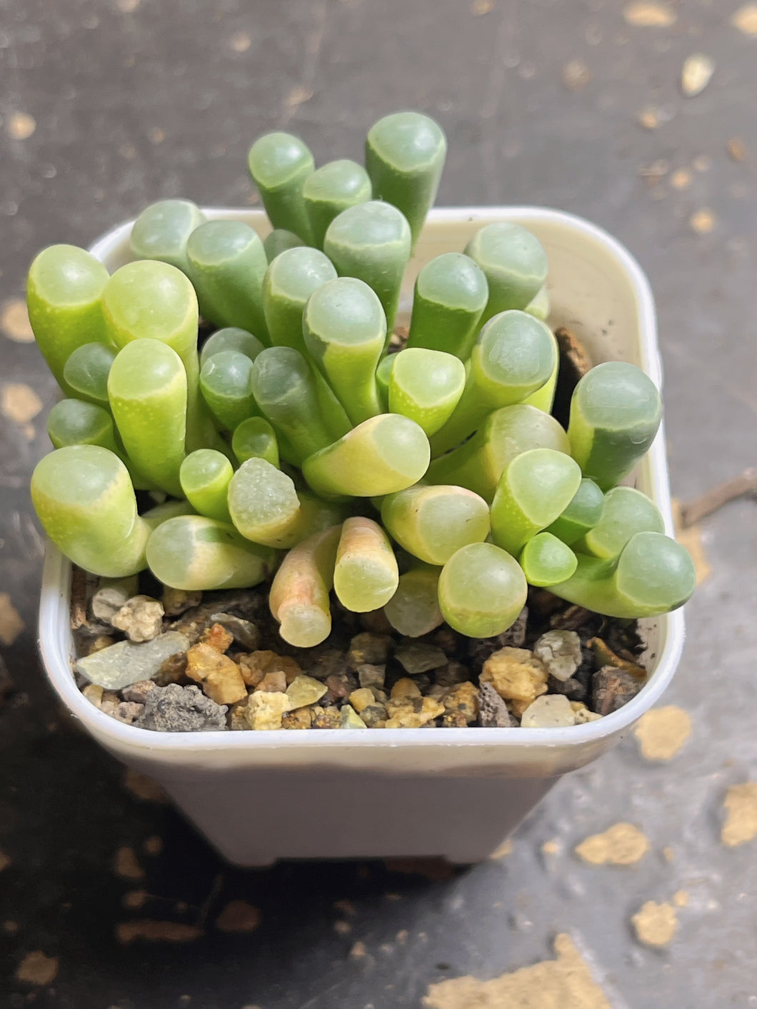 Fenestraria rhopalophylla （baby toes)variegated
