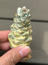 Load image into Gallery viewer, Monadenium ritchiei Variegated
