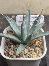 Load image into Gallery viewer, Agave utahensis var. eborispina
