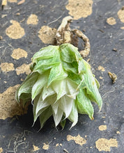 Load image into Gallery viewer, Haworthia variegated
