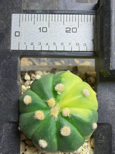 Load image into Gallery viewer, Astrophytum asterias Variegated
