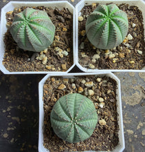 Load image into Gallery viewer, Euphorbia obesa （each）
