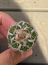 Load image into Gallery viewer, Stenocactus phyllacanthus
