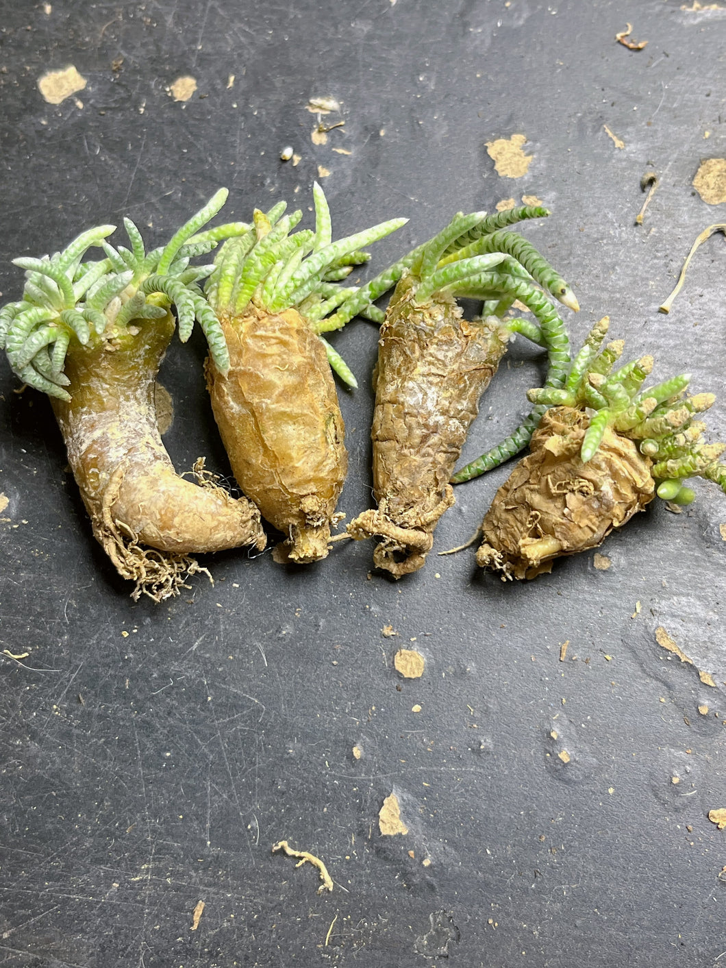 Anacampseros quinaria(each)