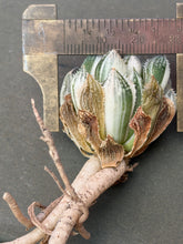 Load image into Gallery viewer, Haworthia cv. 'Mirror Ball' variegated
