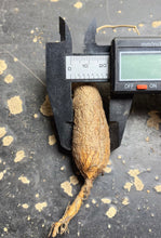 Load image into Gallery viewer, Operculicarya pachypus
