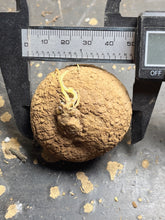 Load image into Gallery viewer, Stephania erecta
