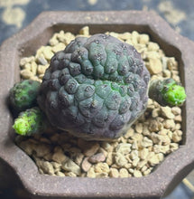 Load image into Gallery viewer, Rebutia rauschii f. Rubra
