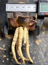 Load image into Gallery viewer, Haworthia Crystal Ball
