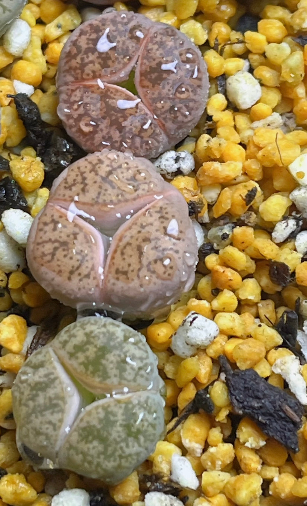 Lithops three leaf (3 pcs)
