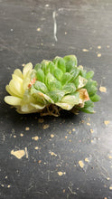 Load image into Gallery viewer, HAWORTHIA OBTUSA &#39;MARIN&#39; VARIEGATED
