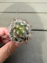 Load image into Gallery viewer, Mammillaria prolifera
