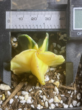Load image into Gallery viewer, Astrophytum myriostigma variegated
