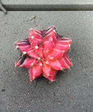 Load image into Gallery viewer, Gymnocalycium Friedrichii Variegated
