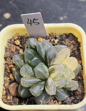Load image into Gallery viewer, Haworthia variegated
