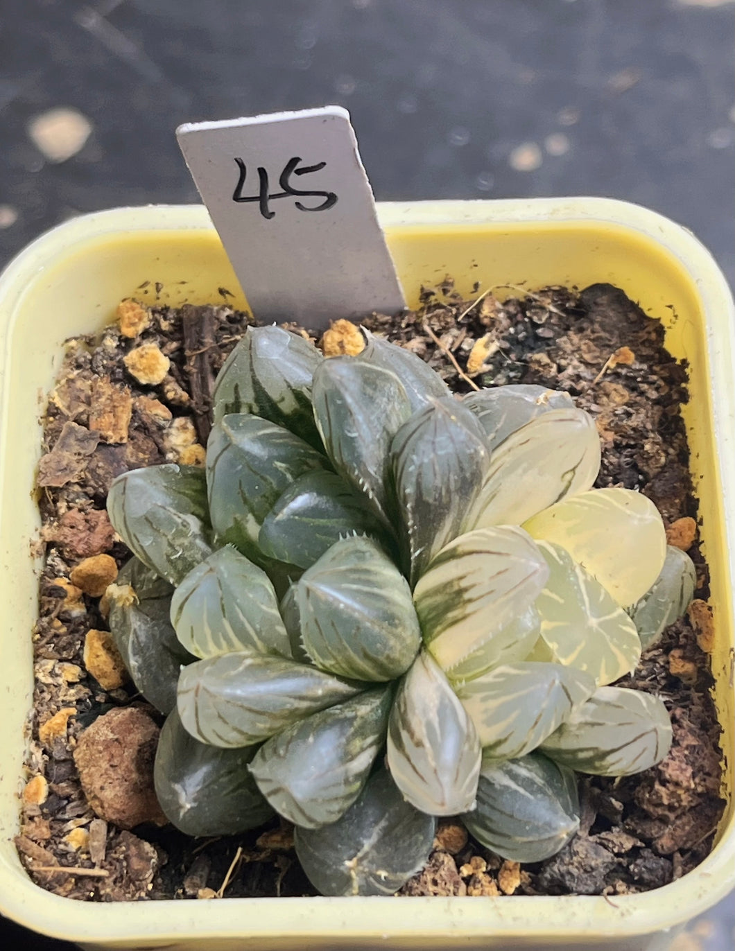 Haworthia variegated