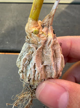 Load image into Gallery viewer, Matelea cyclophylla
