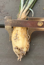 Load image into Gallery viewer, Astrophytum caput-medusae
