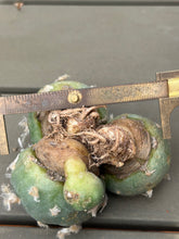 Load image into Gallery viewer, Lophophora peyote
