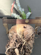 Load image into Gallery viewer, Euphorbia suzannae-marnierae
苏珊娜
