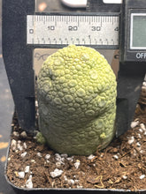 Load image into Gallery viewer, Pseudolithos migiurtinus
